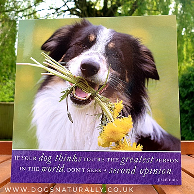 Border Collie with Flowers Card